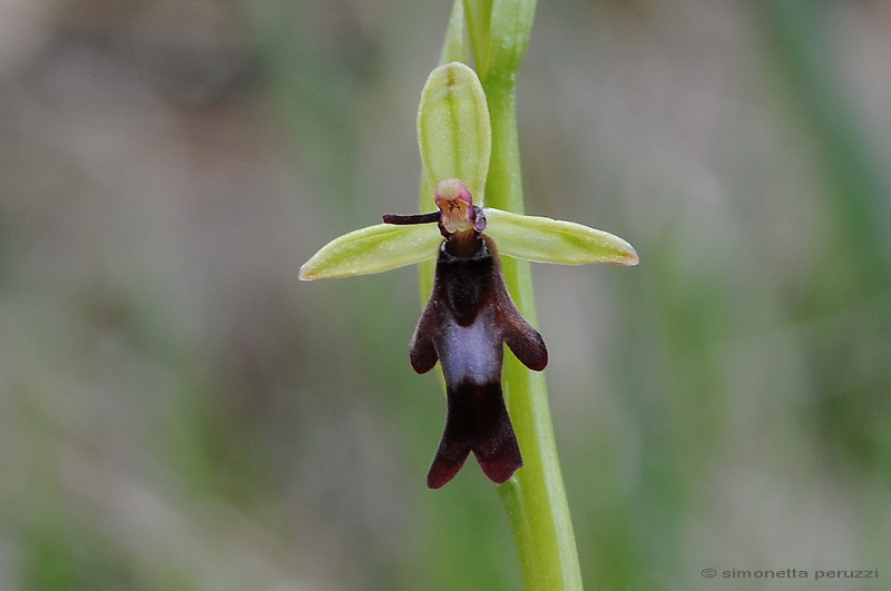 Orchidee del Chianti - Ophrys sphegodes e altre...